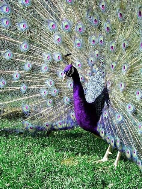 17 Best ideas about Peacock Eggs on Pinterest