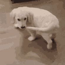 Dog Chasing Its Tail GIFs | Tenor