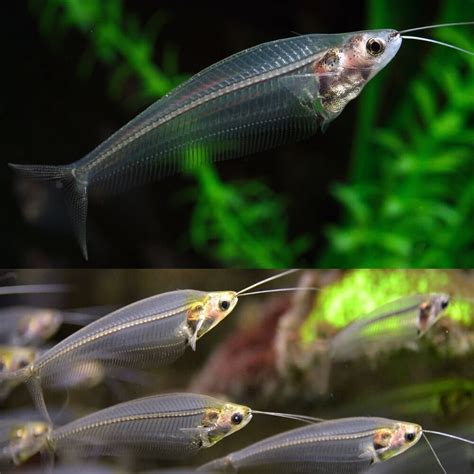 Catfish - Phantom Glass Ghost Catfish (Kryptopterus bicirrhis) 5-7cm ...