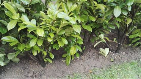 Planting a Laurel hedge - YouTube