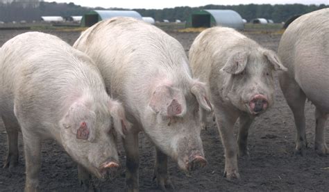 Best Pig Breeds for Meat - Farmhouse Guide