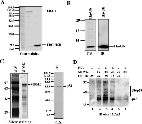 Establishment of in vitro MDM2-dependent ubiquitination assays. A ...