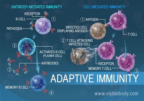 Lymphatic Immunity