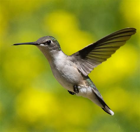 Female ruby-throated hummingbird_4-21-09_007 | wanted to pos… | Flickr