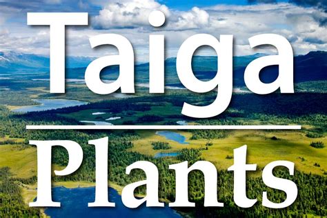 Plants Of The Taiga: A List Of Taiga Plants With Pictures & Facts