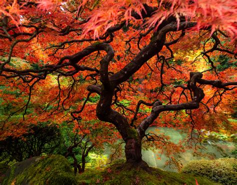 Oregon's most famous tree: Portland Japanese Garden as the fall colors ...