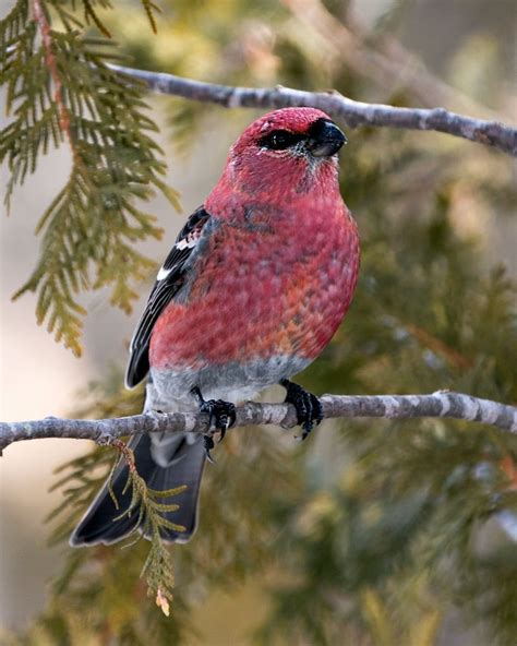 The Grosbeak: A Unique Bird Worth Knowing About