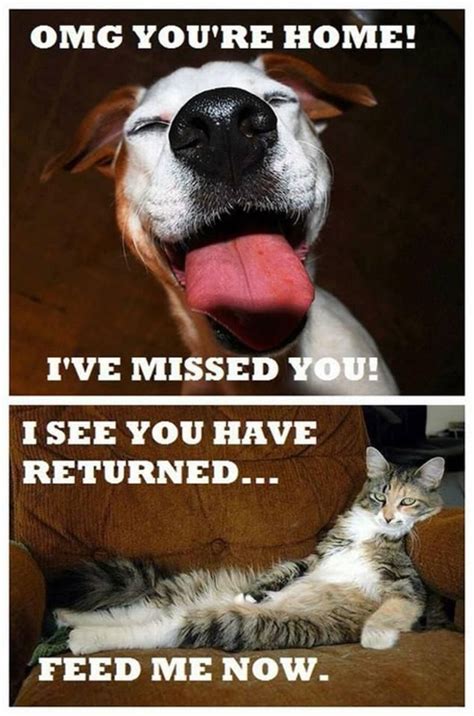 Difference between cats and dogs... | Funny dogs, Cat memes, Dog memes