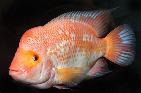 Red Devil Cichlid: Complete Guide to Care, Breeding, Tank Size and ...