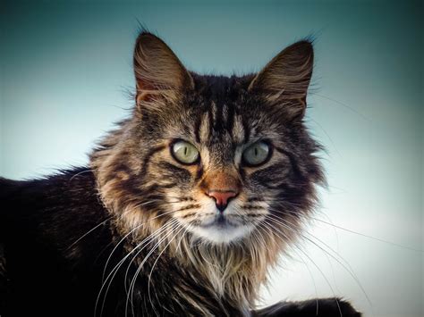 Maine Coon Magic: What is so special about Maine Coon Cats - MaineCoon.org