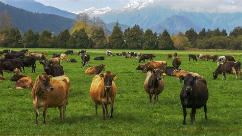 Happy Cow Milk Co. New Zealand - FAI Farms