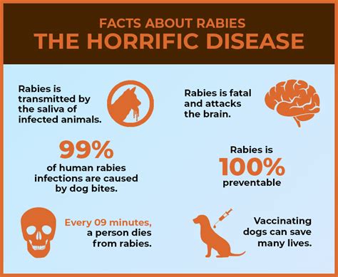 World Rabies Day 2023- Protect Your Dog from Rabies - Pet Lovers Diary