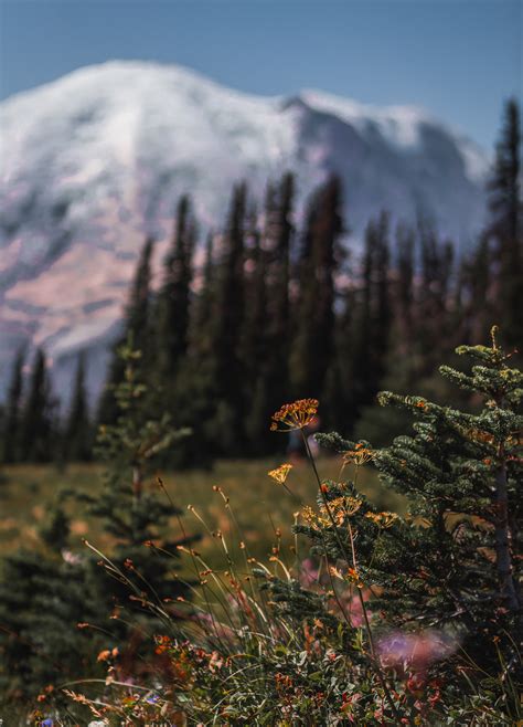 Mount Rainier: Where to Find the Best Views - The Break of Dawns