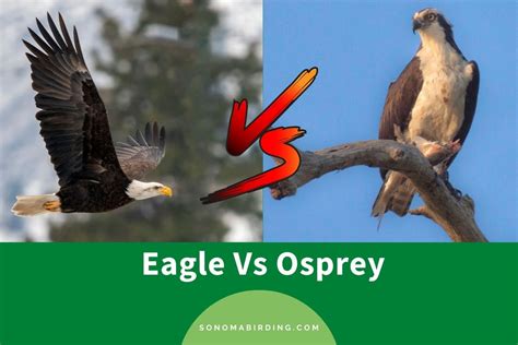 Eagle Vs Osprey: Comparing The Two Birds - Sonoma Birding