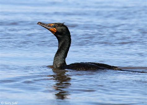 Great Cormorant - Species Information and Photos