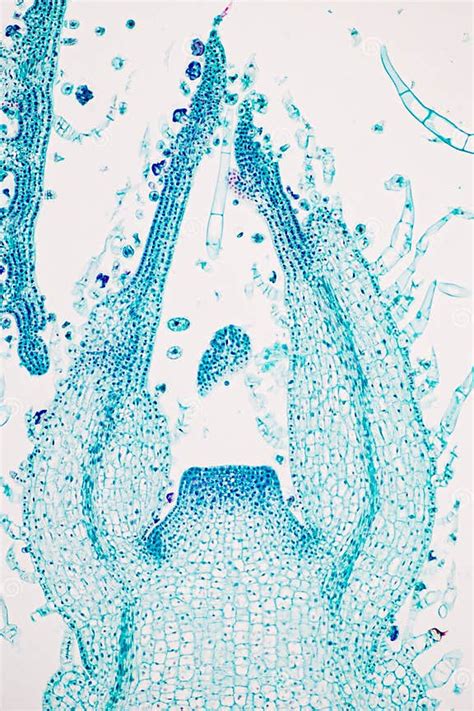 Plant Tissues Under the Microscope in the Laboratory. Stock Photo ...