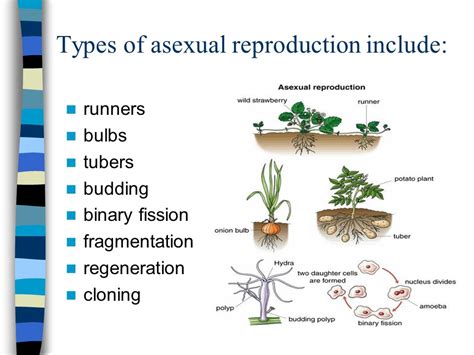 Bacteria Asexual Reproduction