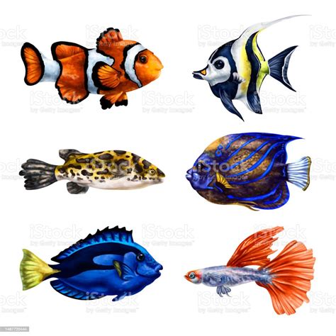 Satu Set Ikan Laut Tropis Dunia Bawah Laut Ilustrasi Digital Untuk ...