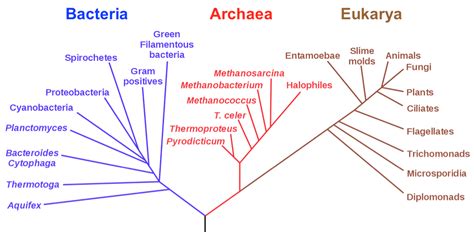 Phylogenetic Trees | Organismal Biology