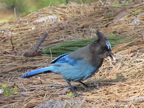 Wings and Daydreams: Birding at Lassen Volcanic National Park