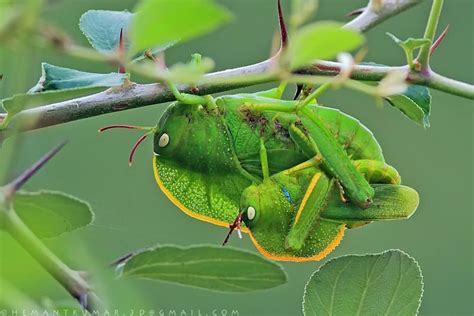 hooded grasshoppers | Habitats, Beautiful nature, Nature lover