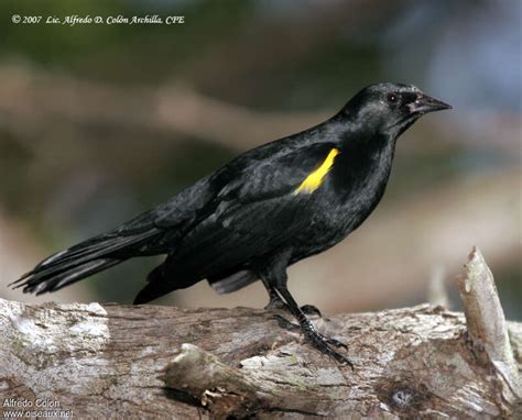 Yellow-shouldered Blackbird - Agelaius xanthomus