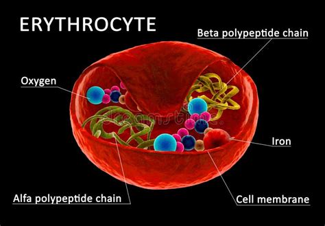 Red blood cell structure stock illustration. Illustration of capillary ...