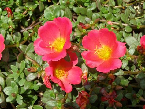 Rio Scarlet Purslane | Flower seeds, Best container flowers, Purslane ...