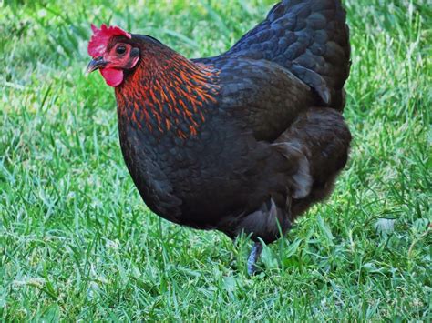 5 Best Laying Hens for Your Backyard | From Home Wealth