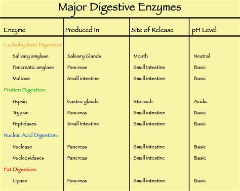 Enzymes and Cell Function – Foods From S.O.I.L.