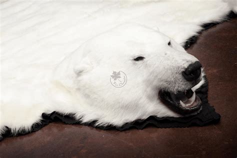 Polar Bear Skin Rugs – FurCanada