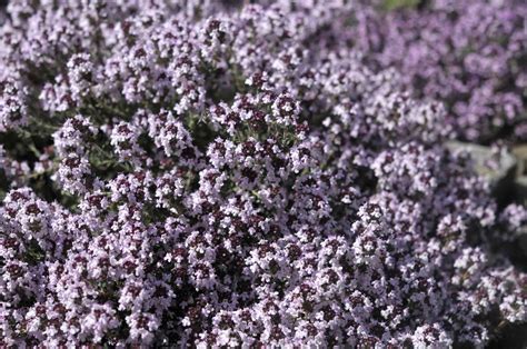 Creeping Thyme: Care and Growing Guide