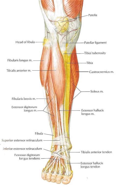 Image result for muscles in front of leg | Músculos da perna, Anatomia ...