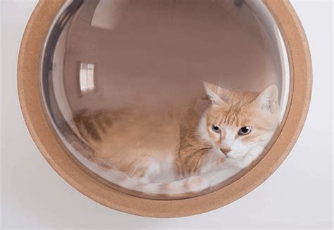 These Wall-Mounted Cat Beds Offer The Perfect Place to Take A Cat Nap