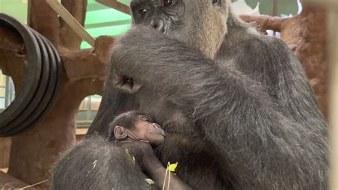 Baby Western Gorilla At National Zoo - Zoos - USA - Washington DC ...