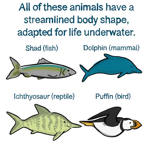 Convergent Evolution — Definition & Examples - Expii