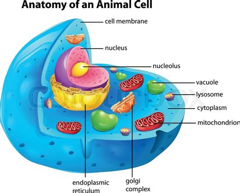 Illustration of the anatomy of an ... | Stock vector | Colourbox