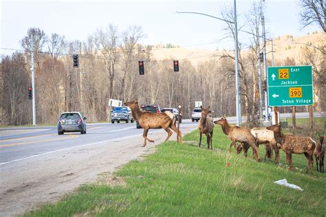 The Case for Community-Funded Wildlife Crossings | Jackson Hole ...