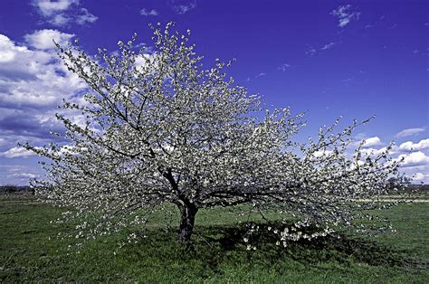 How to Grow Sweet Cherry Trees