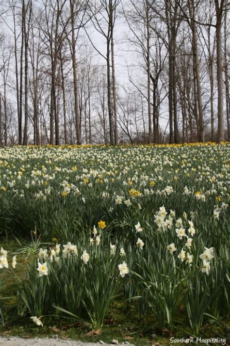 Spring at Gibbs Gardens: the Daffodils - Southern Hospitality