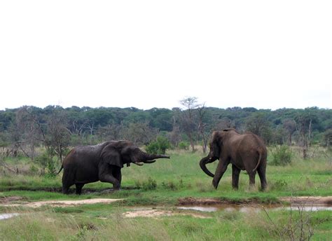 Hwange National Park Travel Attractions, Facts & Info