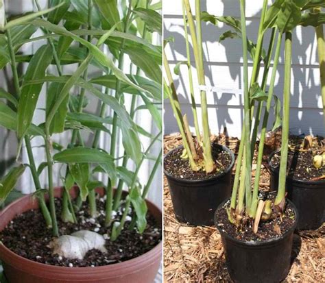 Growing Ginger from Roots in Pots - A Full Guide | Gardening Tips