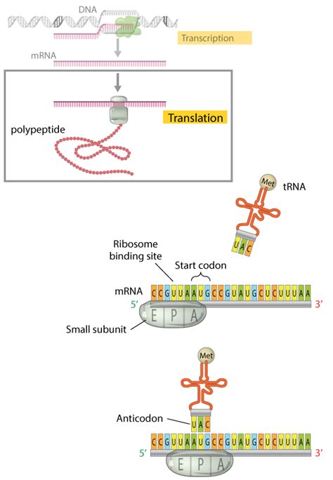 Transcription And Translation Chart