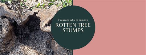 7 reasons why to remove a rotting tree stump - Ashley Tree Services