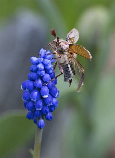 May bug stock image. Image of animal, closeup, hairs - 94008209