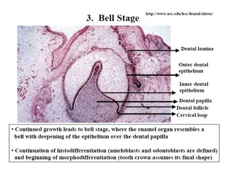 Histology of Enamel