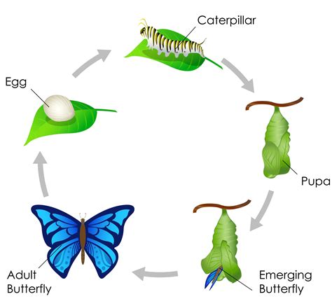 Tiger Swallowtail Butterfly Life Cycle