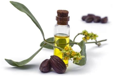 Jojoba Oil Uses, Benefits, Properties and Warnings - Everphi EverPhi