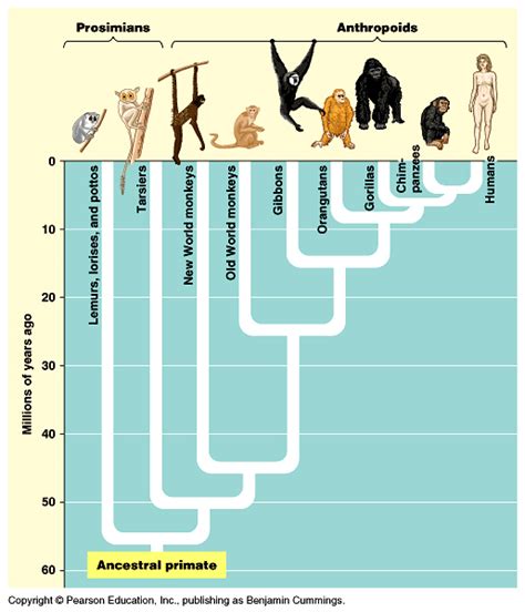 The Chimpanzee