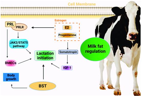 Hormonal regulation of milk initiation in dairy cows. PRL: prolactin ...